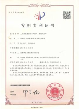 人肝再生增强因子突变体、基因及应用